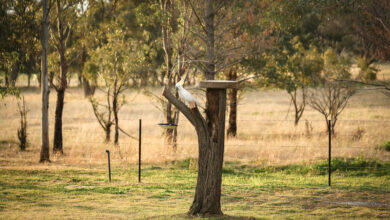 cockatoo sitting on a tree with a ceramic bird feeder in a tranquil cottage garden scaled 1