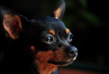 pinscher gb5ee17bd8 1280 1