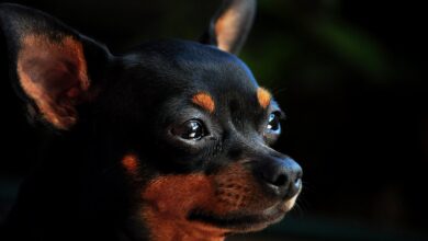 pinscher gb5ee17bd8 1280 1