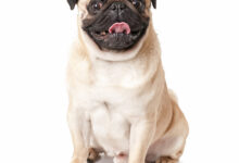 pug dog isolated on a white background scaled 1 1