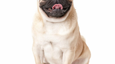 pug dog isolated on a white background scaled 1 1