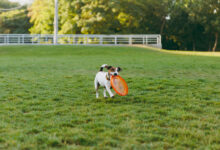 small funny dog catching orange flying disk on the green grass little jack russel terrier pet playing outdoors in park dog and toy on open air scaled 1