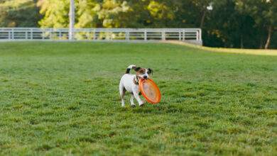 small funny dog catching orange flying disk on the green grass little jack russel terrier pet playing outdoors in park dog and toy on open air scaled 1