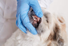 vet dentist checking dog s teeth fluffy angry dog being examined in veterinary clinic scaled 1