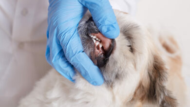 vet dentist checking dog s teeth fluffy angry dog being examined in veterinary clinic scaled 1