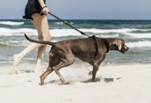 woman walking her weimaraner dog at the beach scaled 1 1