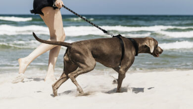 woman walking her weimaraner dog at the beach scaled 1 1