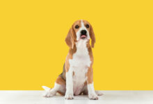 beagle tricolor puppy is posing scaled 1 1