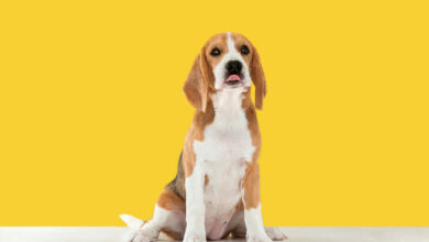 beagle tricolor puppy is posing scaled 1 1