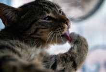 closeup shot of a cute domestic cat licking his paw and cleaning himself scaled 1 1