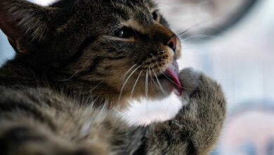 closeup shot of a cute domestic cat licking his paw and cleaning himself scaled 1 1