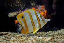 copperband butterflyfish chelmon rostratus marine fish beautiful fish on the seabed and coral reefs scaled 1 1