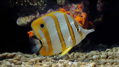 copperband butterflyfish chelmon rostratus marine fish beautiful fish on the seabed and coral reefs scaled 1 1