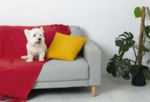 cute little dog on a couch scaled 1 1