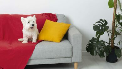 cute little dog on a couch scaled 1 1