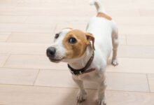 jack russell terrier at home scaled 1 1