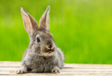 portrait of a cute fluffy gray rabbit with ears on a natural green scaled 1