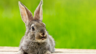 portrait of a cute fluffy gray rabbit with ears on a natural green scaled 1