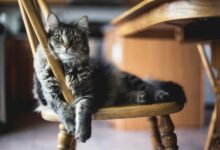 selective focus closeup shot of a gray furry tabby cat sitting on a wooden chair scaled 1 1