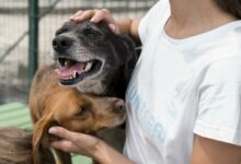 woman playing with cure rescue dogs at shelter scaled 1 1