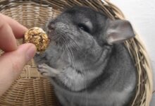 chinchilla gd6a05e11b 1280