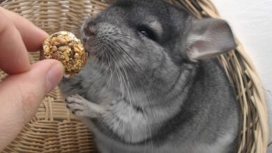 chinchilla gd6a05e11b 1280