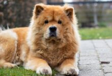 chow chow g8c25a5c9b 1280 1