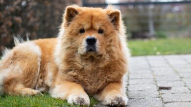 chow chow g8c25a5c9b 1280 1