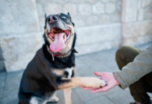 funny dog giving paw to woman concept of friendship of dog and human scaled 1 1