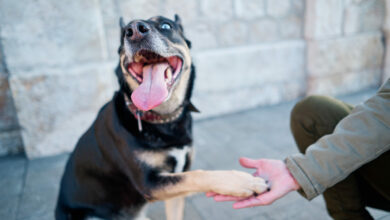 funny dog giving paw to woman concept of friendship of dog and human scaled 1 1