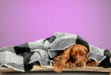 home comfort english cocker spaniel young dog is posing cute playful brown doggy or pet lying with wrap isolated on pink wall concept of motion action movement pets love looks cool scaled 1 1