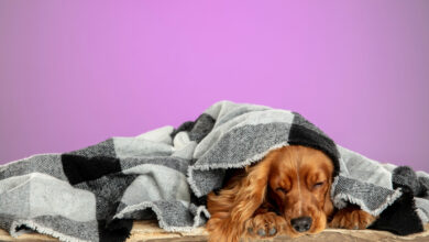 home comfort english cocker spaniel young dog is posing cute playful brown doggy or pet lying with wrap isolated on pink wall concept of motion action movement pets love looks cool scaled 1 1