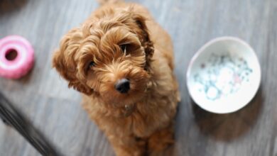 labradoodle g7160689f7 1280 1