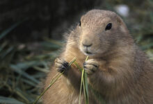 selective focus shot of a prairie dog eating grass scaled 1 1