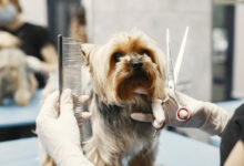 woman shears a dog dog sitting on a couch breed yorkshire terrier scaled 1 1