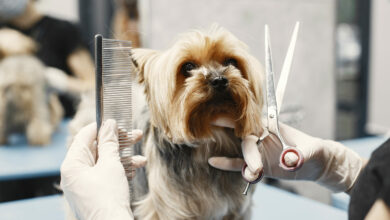 woman shears a dog dog sitting on a couch breed yorkshire terrier scaled 1 1