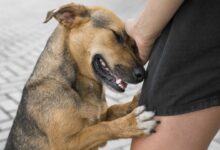 adorable dog at shelter showing affection scaled 1