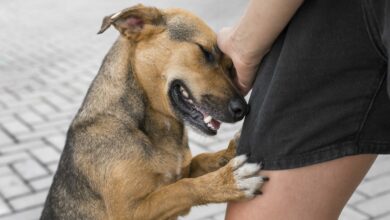 adorable dog at shelter showing affection scaled 1