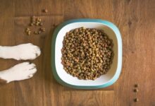 dog food gc3820f7e1 1280