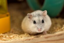 hamster g6ad317279 1280