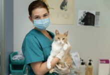 close up on veterinarian taking care of cat scaled 1