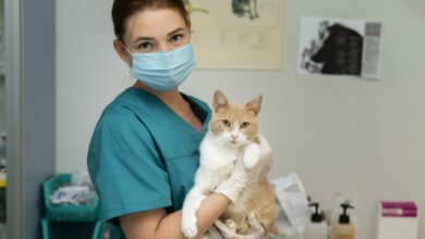 close up on veterinarian taking care of cat scaled 1