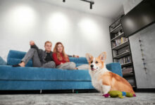 cute corgi dog with toy and young couple on the couch scaled 1