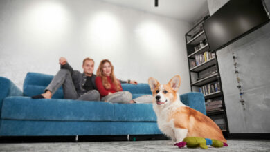 cute corgi dog with toy and young couple on the couch scaled 1