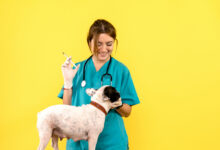 front view of female veterinarian injecting little dog on yellow wall scaled 1