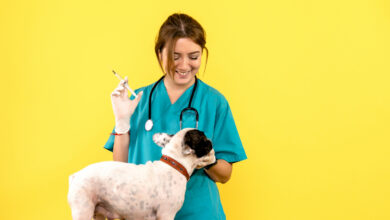 front view of female veterinarian injecting little dog on yellow wall scaled 1