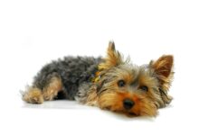 yorkshire terrier g79675117d 1280