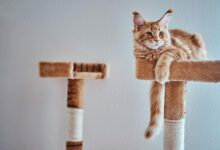 adorable ginger maine coon kitten is relaxing on special cat s equipment scaled 1