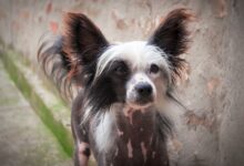 chinese crested puppy ga97797417 1280