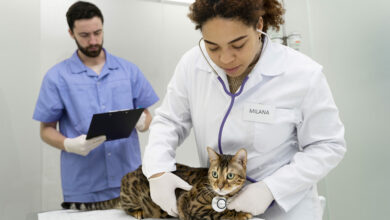 medium shot veterinarian helping cat scaled 1 1